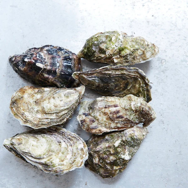 Masterclass in Fish & Shellfish - Image 6